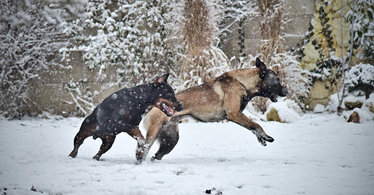 brown-and-black-german-shepherd-running-on-snow-covered-ground