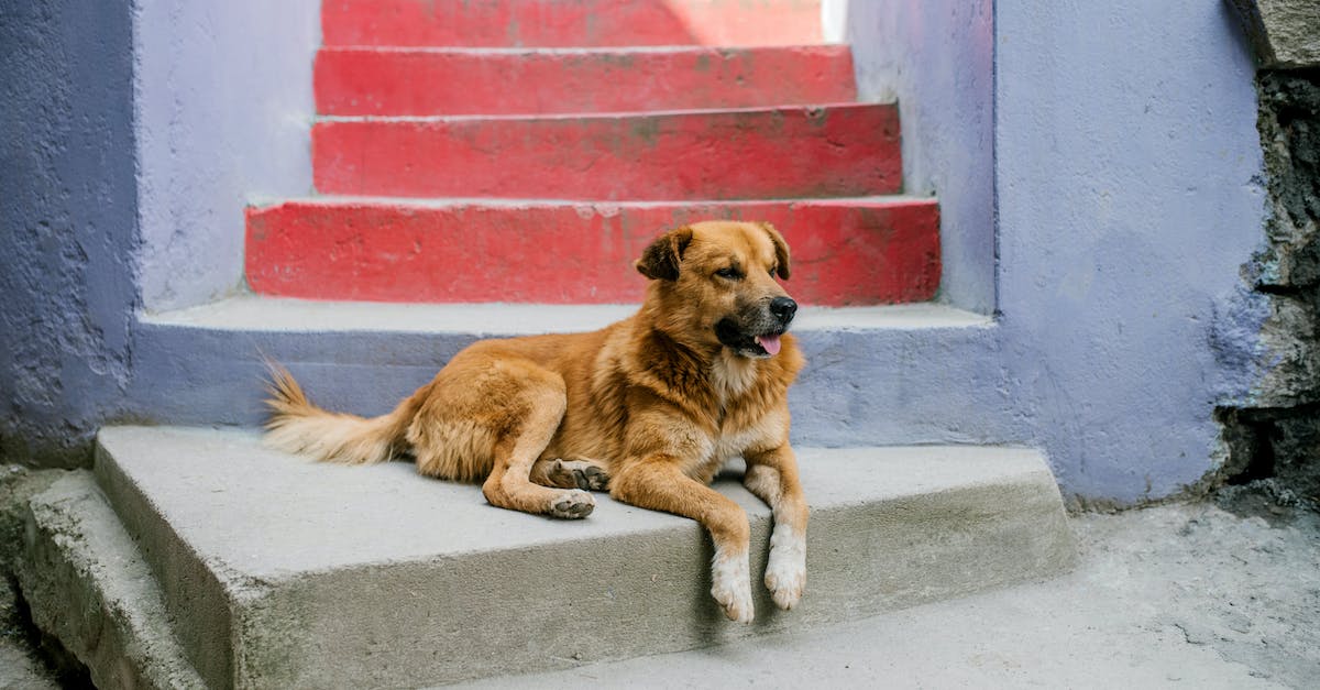 cute-dog-resting-on-colorful-stairs-on-street