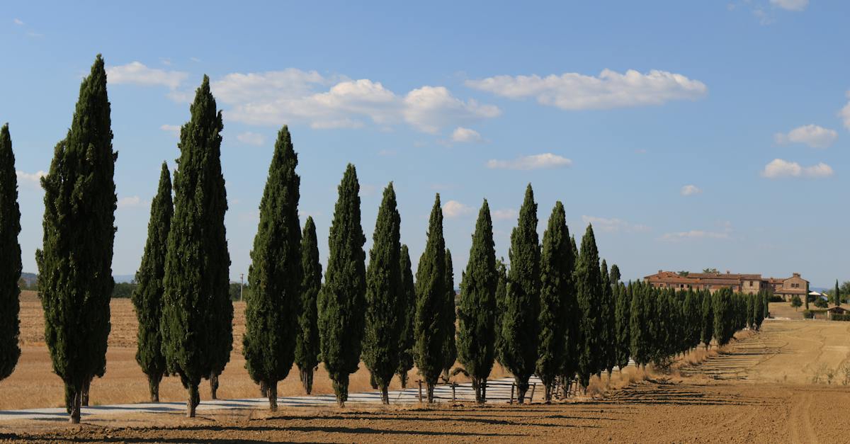 cypress-trees-along-the-hotel-driveway