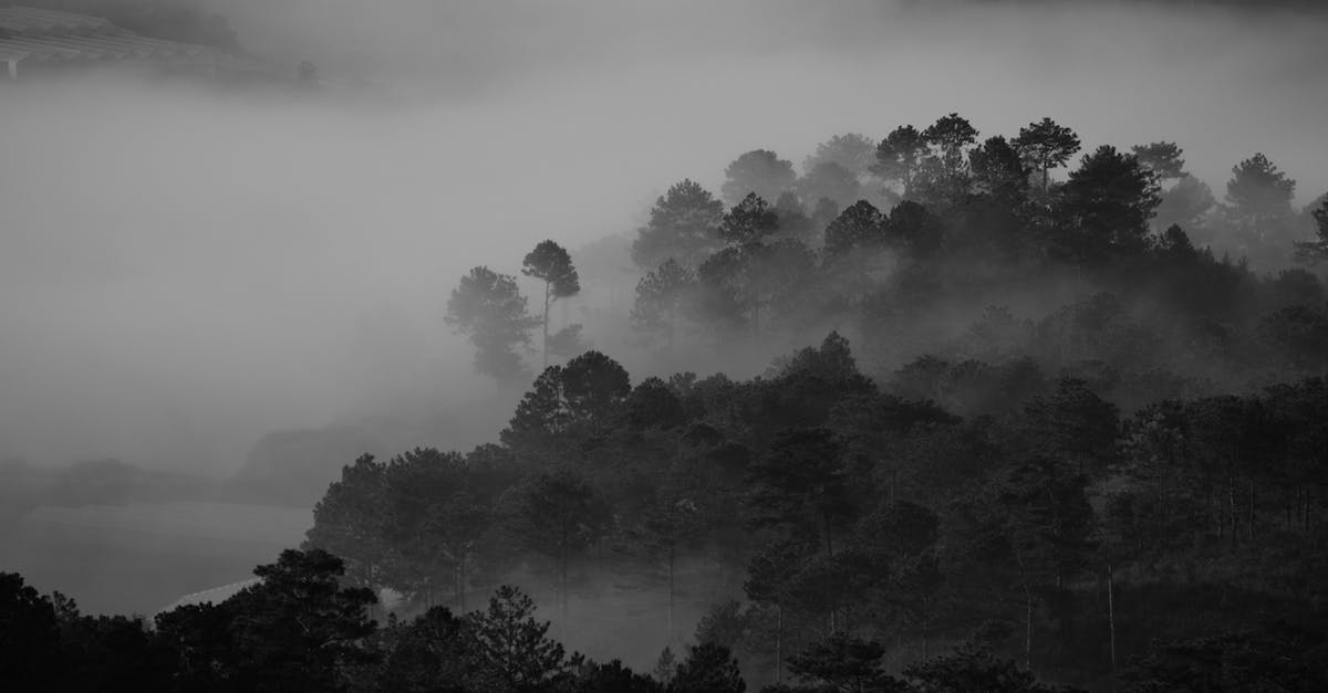 grayscale-photography-of-trees