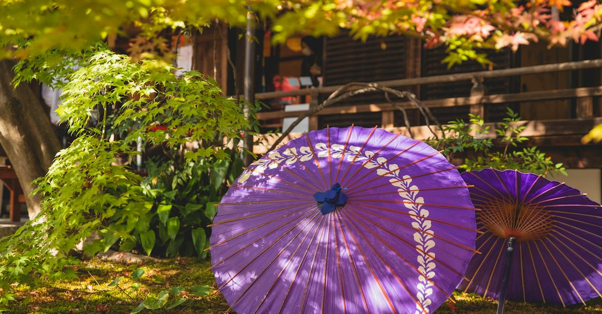 lilac-umbrella-in-garden-near-house