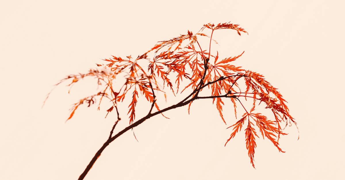 maple-tree-thin-branch-with-red-foliage-on-pink-background-in-light-studio