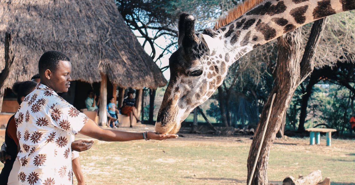 person-feeding-giraffe