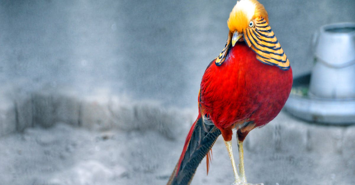 red-and-brown-bird-standing-on-grey-wood-stump-1