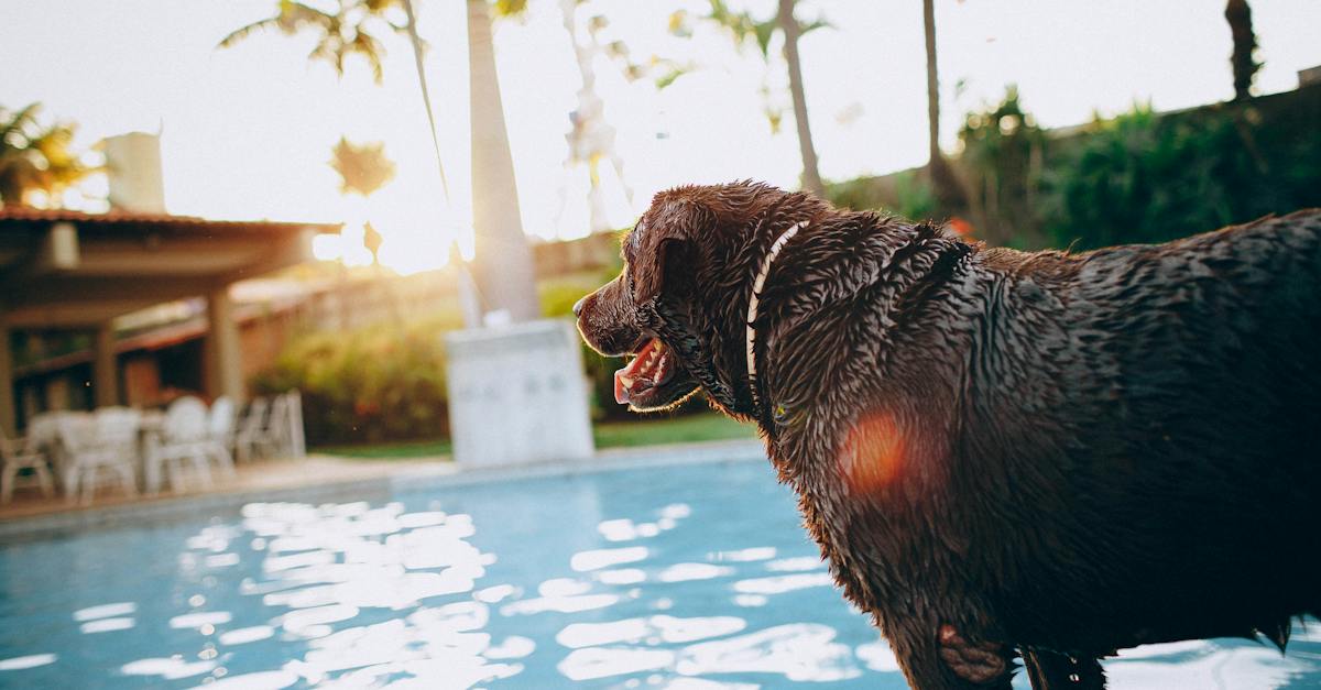 sid-view-of-wet-chocolate-labrador-retriever-standing-at-poolside-with-tongue-out-on-sunny-day-in-tr