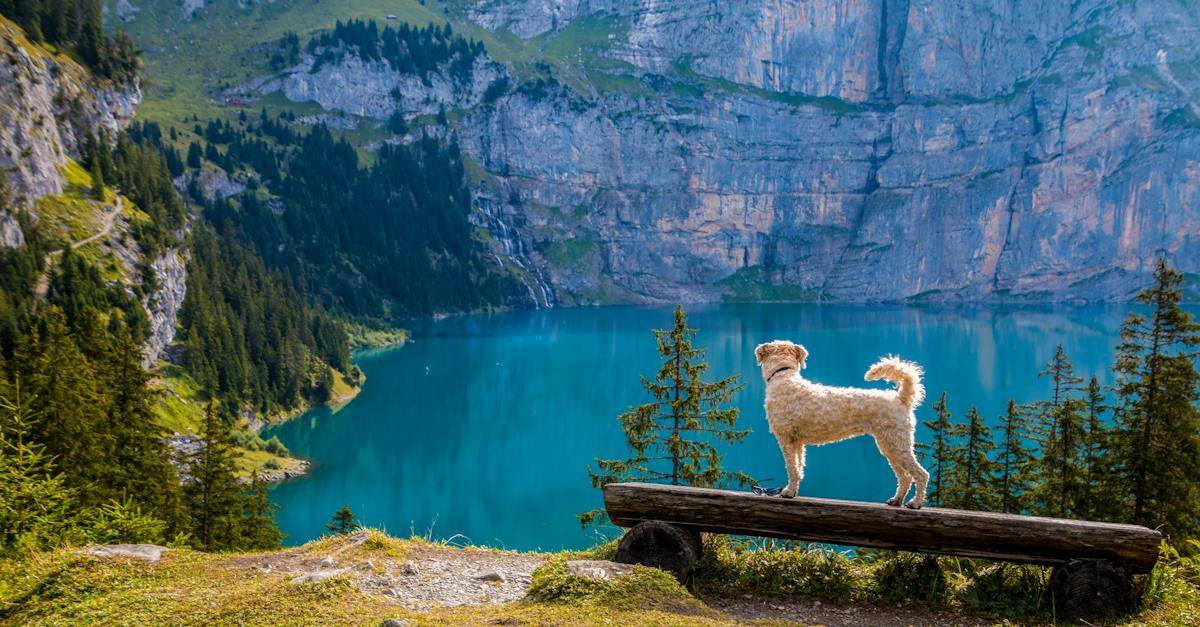 swan-on-lake-against-mountain-1