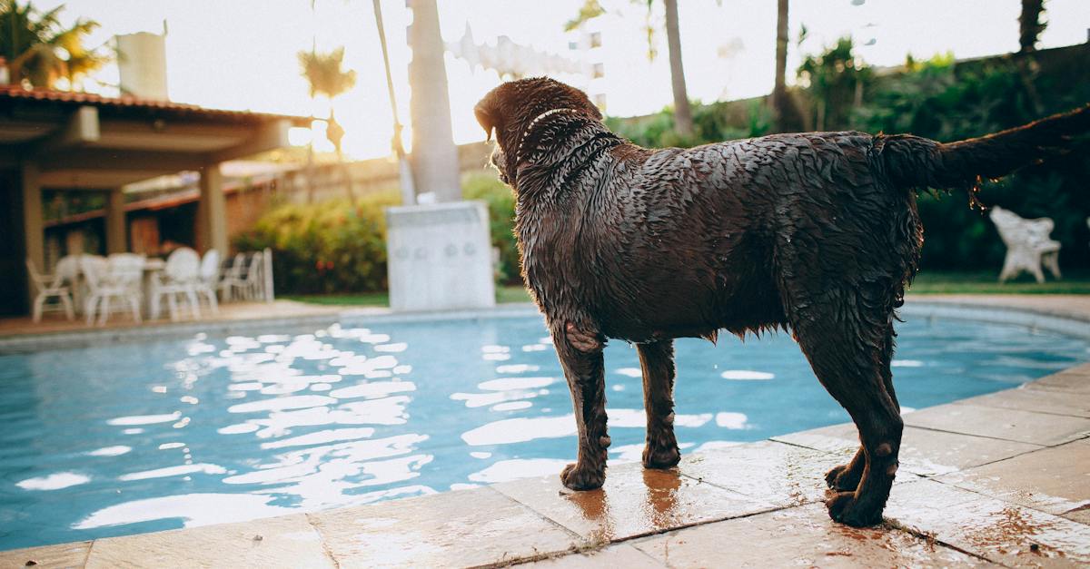 wet-chocolate-purebred-dog-standing-at-poolside-in-tropical-resort