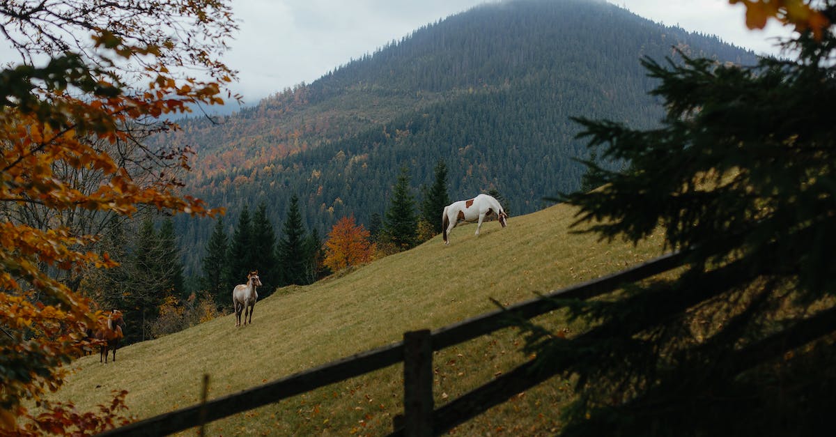 white-and-brown-horses-on-green-grass-field-near-green-trees-and-mountain